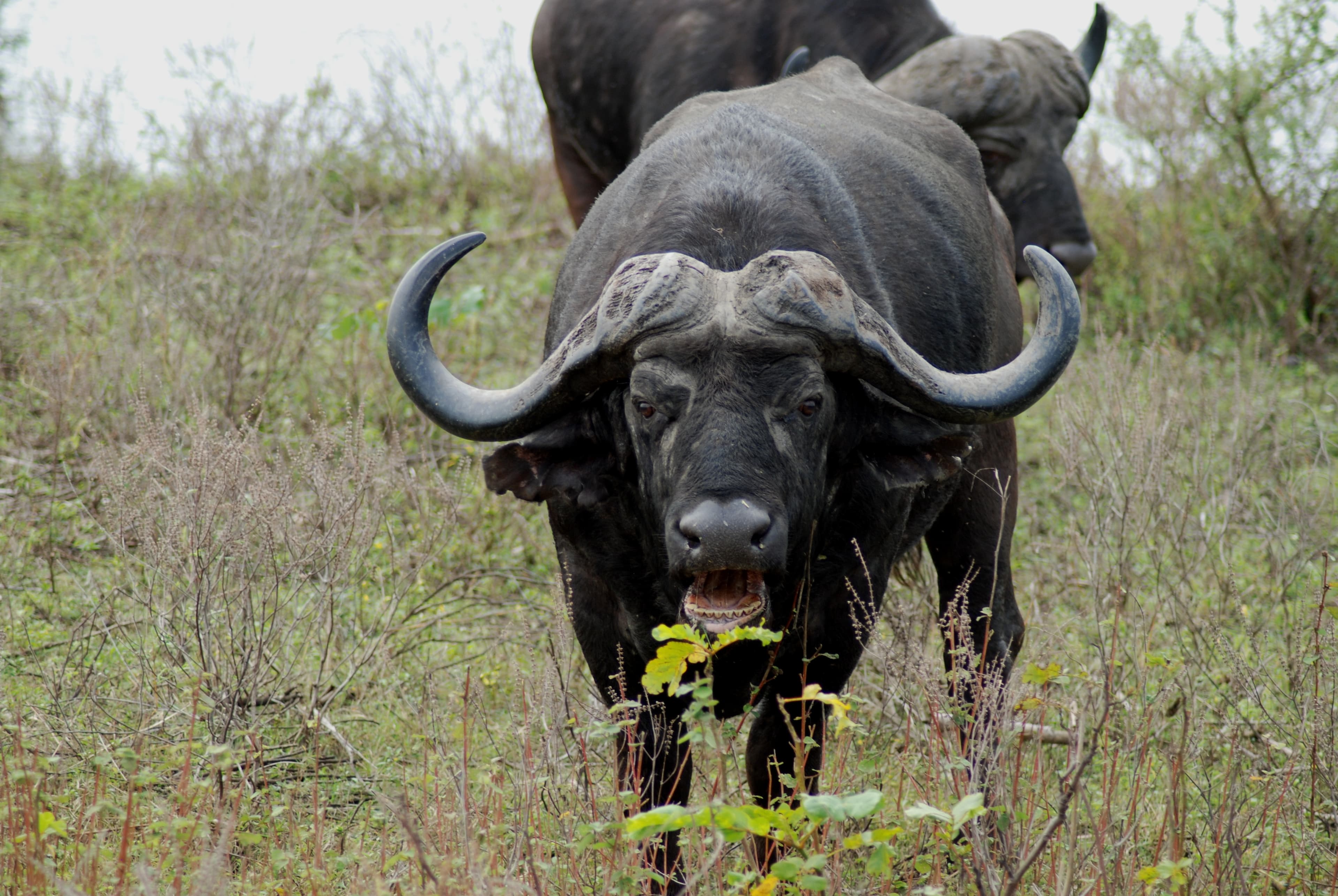 Buffalo