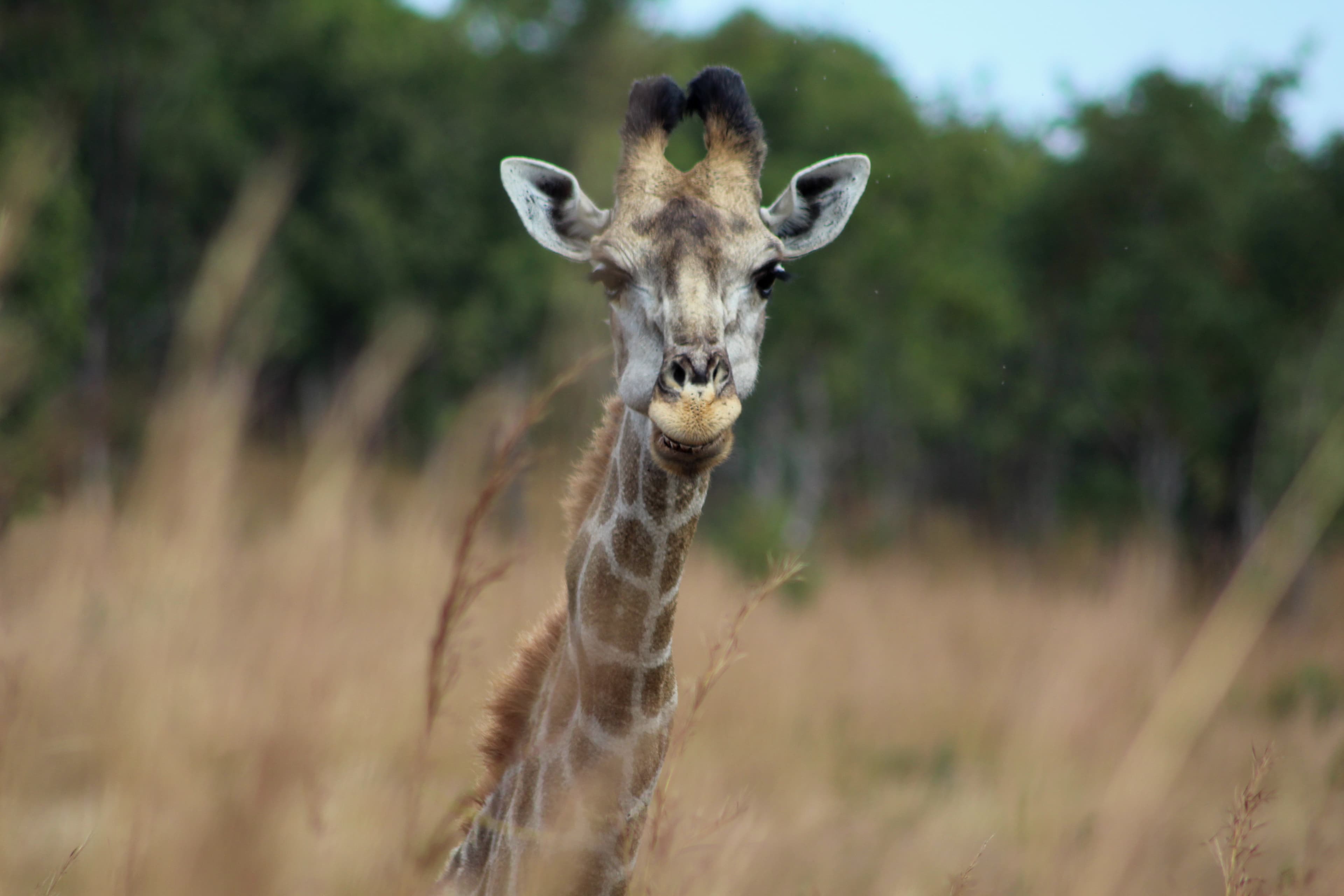 Giraffe