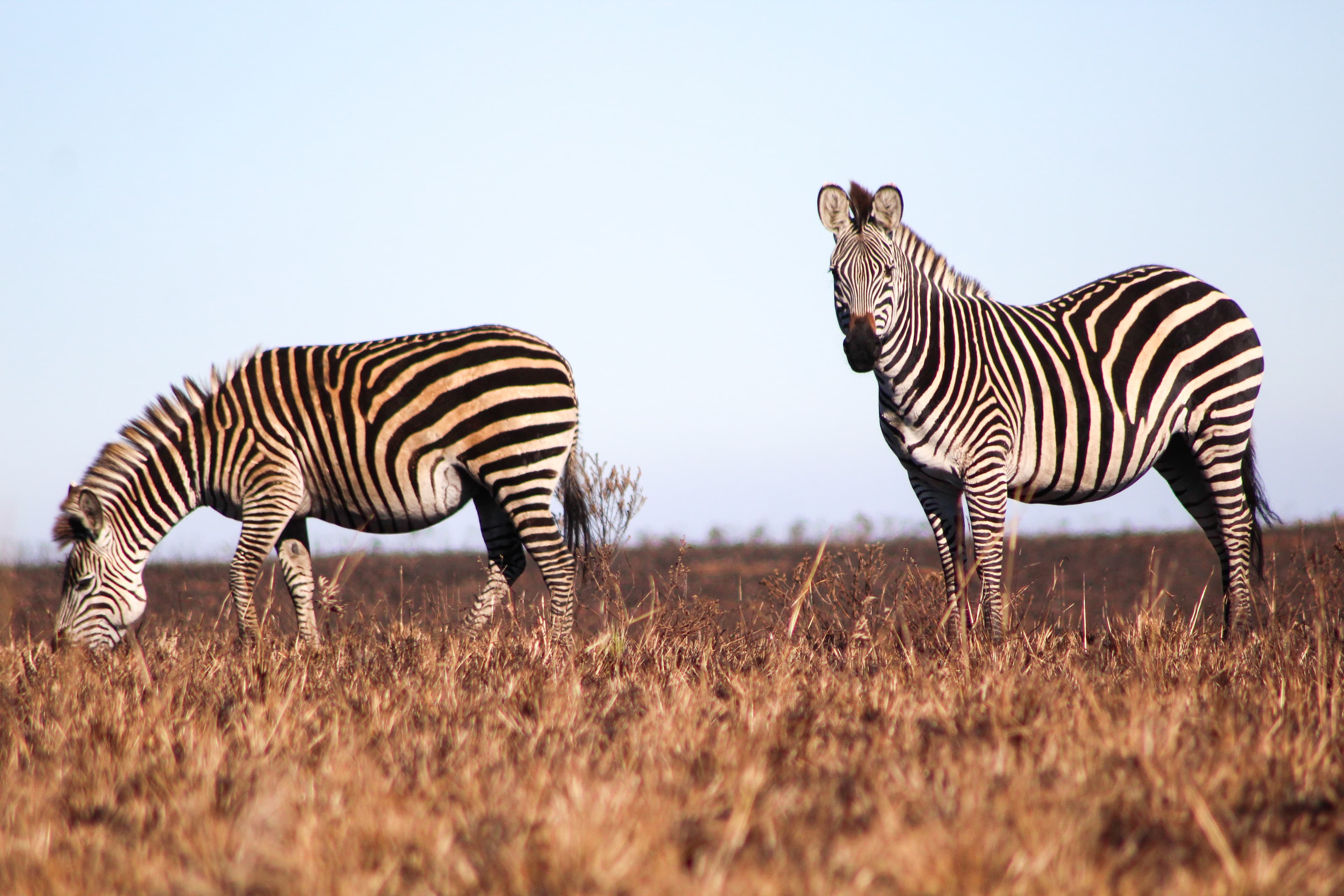 Zebras